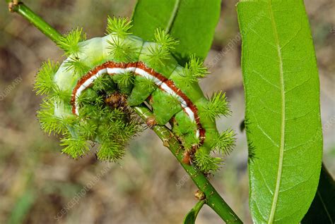 Io Moth caterpillar - Stock Image - F031/9156 - Science Photo Library