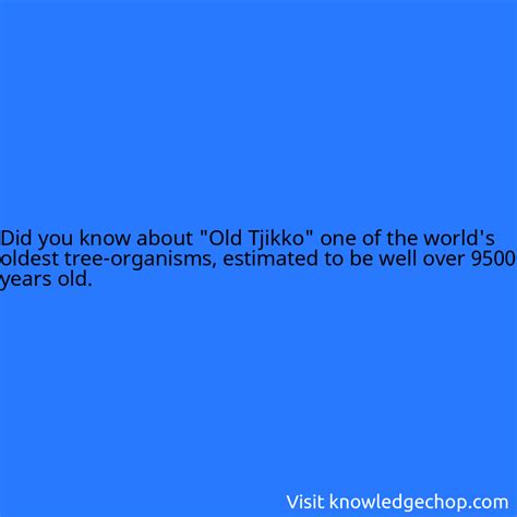 about "Old Tjikko" one of the world's oldest tree-organisms, estimated to be well over 9500 ...
