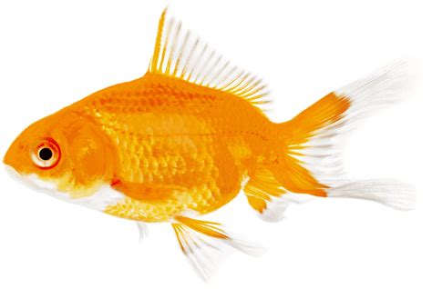 How Long Do Goldfish Live: Unveiling Their Lifespan Secrets - Memfish dot net