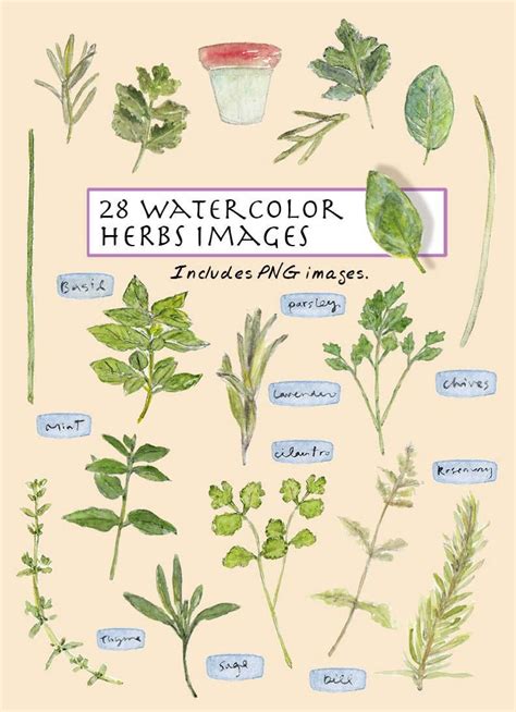 CLIP ART Watercolor Herbs Set. 28 Images. Digital Download. Gardening ...