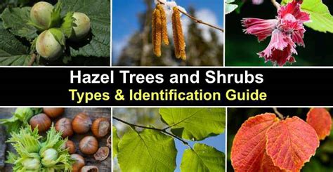 Hazel Trees and Shrubs: Types, Leaves, Bark, Nuts (Pictures ...