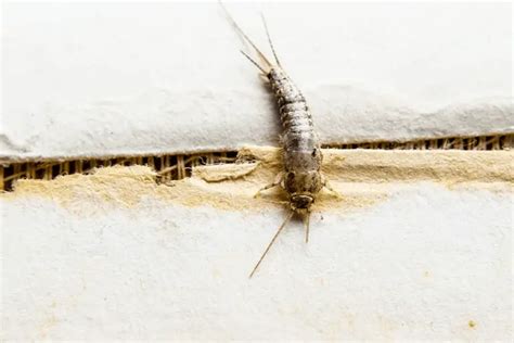 Do I Have a Silverfish Infestation? | Pest Control FAQ