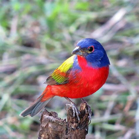 10 Most Colourful Songbirds in the World and Their Songs | Owlcation