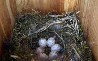 Chickadee eggs and nests young photographs