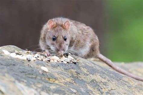 10 Examples of Rat Predators - Wildlife Informer