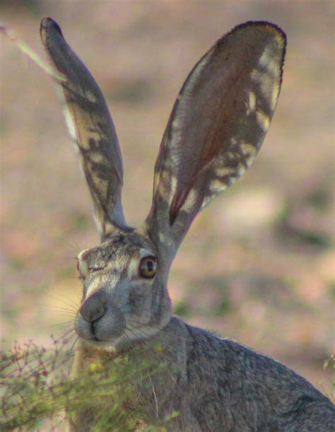 Cannundrums: Black-Tailed Jackrabbit