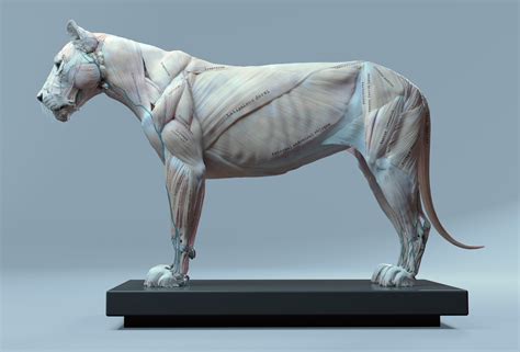 Cubebrush – Lion Anatomy 狮子解剖模型_人物与生物3D模型-CGHUB_在线CG视觉艺术交流平台