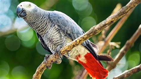 Download Bird Parrot Animal African Grey Parrot HD Wallpaper