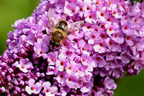 Butterflies and Bees in the Garden | Best flowers for bees, Pollinator ...