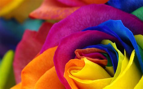 flowers, Colorful, Petals, Photo Manipulation Wallpapers HD / Desktop and Mobile Backgrounds