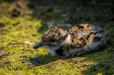 Northern Lapwing - Facts, Diet, Habitat & Pictures on Animalia.bio