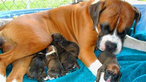 Great Mother Boxer Dog Giving Birth To Many Cute Puppies | Boxer ...