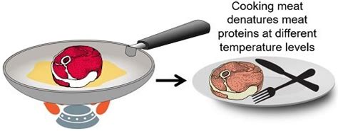 Protein Denaturation by Heat - Definition, Examples & Mechanism ...