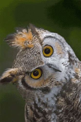 Stare Owl GIF - Stare Owl Blink - Discover & Share GIFs
