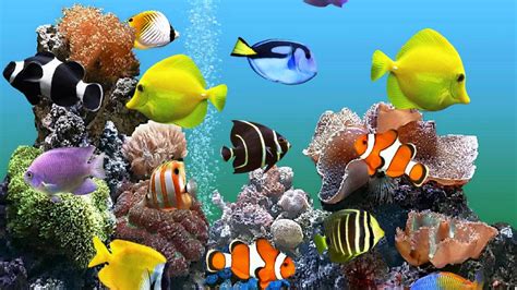 Live Aquarium Wallpapers - Top Free Live Aquarium Backgrounds - WallpaperAccess