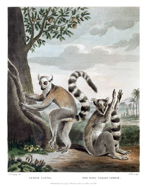 Ring-Tailed Lemur – Old Book Illustrations