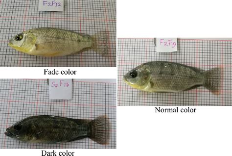 Types of observed body color in experimental Oreochromis niloticus. | Download Scientific Diagram