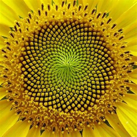 Sacred Geometry | Spirals in nature, Fractals in nature, Geometry in nature