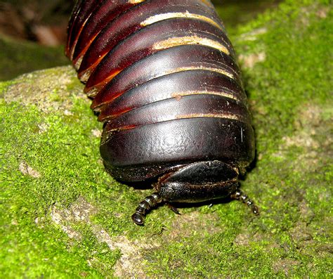 Pill millipede's face | A common giant millipede species of … | Flickr