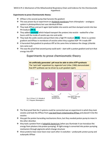 Experiments to prove Chemiosmotic theory - Hypothesis Experiments to ...