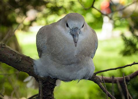 Pigeon Free Stock Photo - Public Domain Pictures