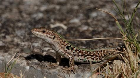 Italian Wall Lizard | MarkEisingBirding