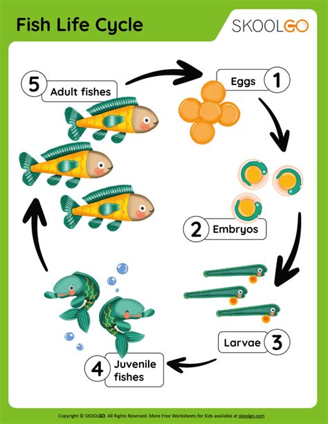 Fish Life Cycle - Free Worksheet - SKOOLGO