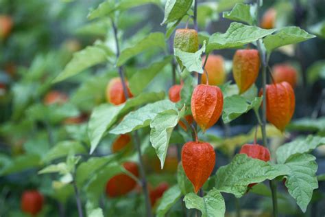 Chinese Lantern Plant: Care and Growing Guide