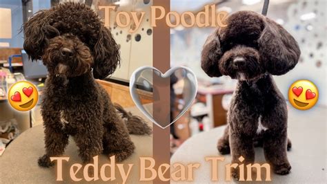 Toy Poodle Teddy Bear Cut | Wow Blog