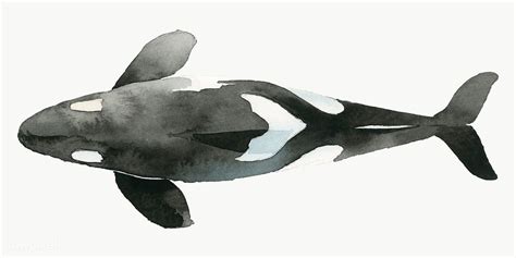 Watercolor painted killer whale transparent png | premium image by rawpixel.com / Niwat | Whale ...