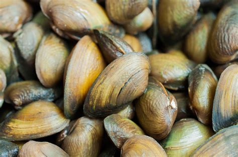 Food safety certification requirements for imported bivalve molluscs | Have Your Say ...