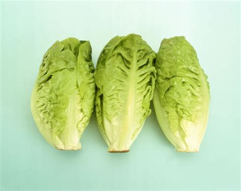 16 Types of Lettuce Varieties