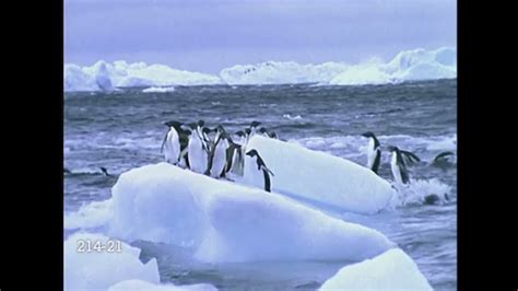 Baby Einstein Stock Footage - Penguins Jumping onto Iceberg (READ DESCRIPTION) - YouTube