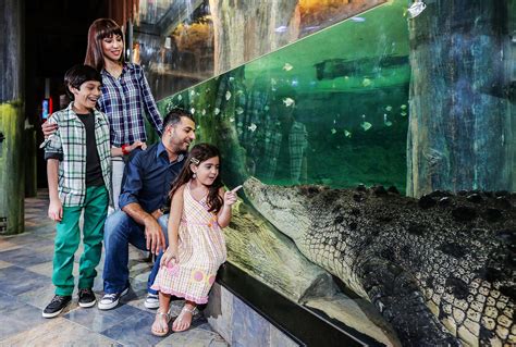 How to see the King Croc in Dubai