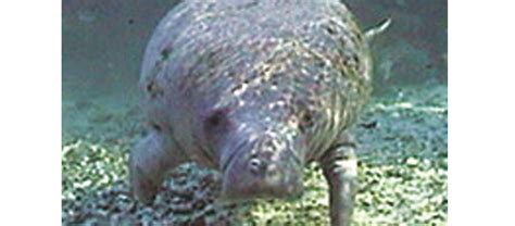 Manatee Population Depends On Public Awareness - Osprey Observer