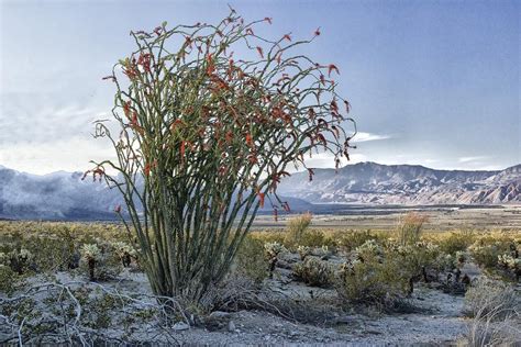 Ocotillo Photograph by Myron Sveum - Pixels