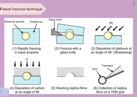 Sample preparation for Electron microscopy - My Biology Dictionary