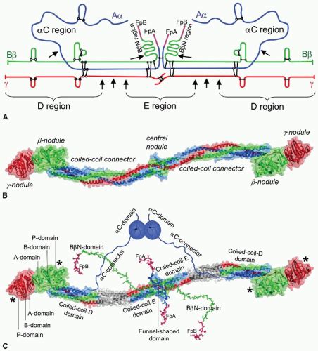 Fibrin Structure