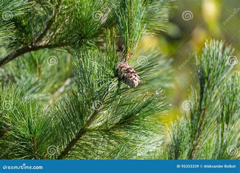 Eastern white pine cone stock image. Image of green, tree - 95333339