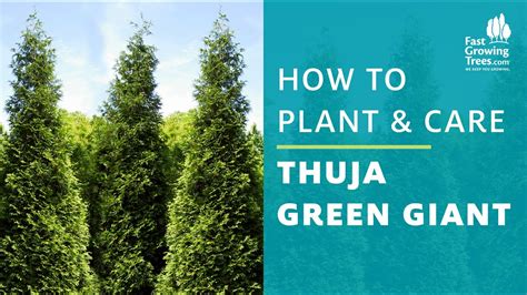 Thuja Green Giant for Sale | FastGrowingTrees.com