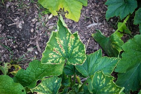 How To Get Rid Of Squash Bugs - Homestead Acres