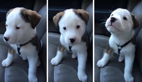 Puppy Tries To Attack His Own Hiccups And It's Adorable