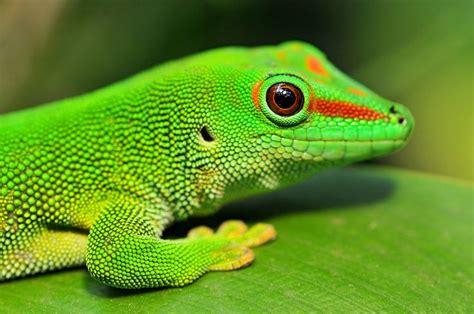 Madagascar Day Gecko | Photogenic Image | Geckos, Amfibiler, Sürüngenler