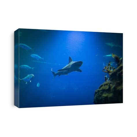 Shark Underwater In Natural Aquarium Canvas Print | CanvasWorld