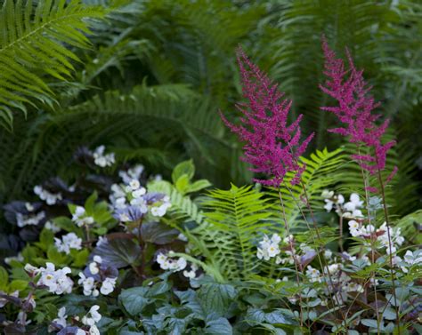 Companion Plants for Astilbe