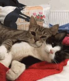 Cat Love GIFs | Tenor | Cat hug gif, Cat gif, Kitten gif