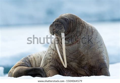 3,866 Walrus And Tusks Images, Stock Photos, 3D objects, & Vectors | Shutterstock