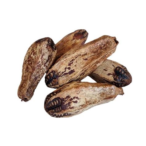 Mahogany Seed Pods 5pk – Queenslander Aviaries