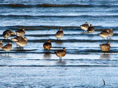 Migrating birds in Moreton Bay | Australian colours, Bird migration ...