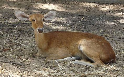 Keibul Lamjao National Park, Information, Timings, Entry Fee